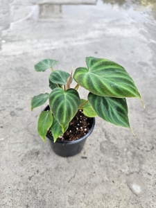 Philodendron verrucosum Thailand M