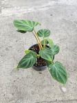Philodendron verrucosum Thailand M