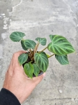 Philodendron verrucosum Thailand M