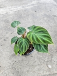 Philodendron verrucosum Thailand M