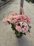 Hortensja hydrangea Double Dutch Pink