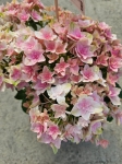 Hortensja hydrangea Double Dutch Pink