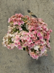 Hortensja hydrangea Double Dutch Pink