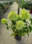 hydrangea paniculata Magical Sweet Summer