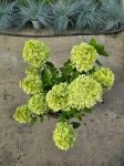hydrangea paniculata Magical Sweet Summer