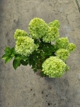hydrangea paniculata Magical Sweet Summer
