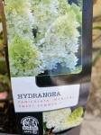 hydrangea paniculata Magical Sweet Summer
