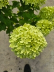 hydrangea paniculata Magical Sweet Summer