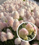 hydrangea paniculata Magical Sweet Summer