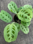 Maranta Light Veins