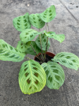 Maranta Light Veins