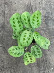 Maranta Light Veins