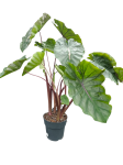 Colocasia esculenta Redemption - XXL