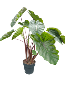 Colocasia esculenta Redemption - XXL