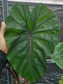 Colocasia esculenta Redemption - XXL