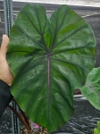 Colocasia esculenta Redemption - XXL