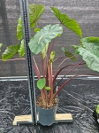 Colocasia esculenta Redemption - XXL