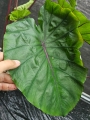 Colocasia esculenta Redemption - XXL