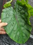 Colocasia esculenta Redemption - XXL