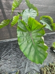 Colocasia esculenta Redemption - XXL