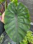 Colocasia esculenta Redemption - XXL