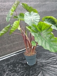 Colocasia esculenta Redemption - XXL