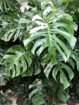 Monstera deliciosa variegata - zdjęcie poglądowe gatunku