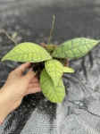 Hoya callistophylla