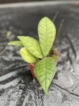 Hoya callistophylla