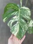 Monstera deliciosa variegata - L