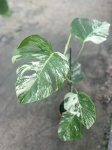 Monstera deliciosa variegata - L