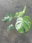 Monstera deliciosa variegata - L