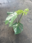 Monstera deliciosa variegata - L