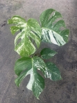 Monstera deliciosa variegata - L