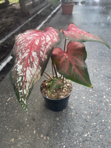 Caladium Thai Style