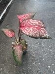Caladium Thai Style