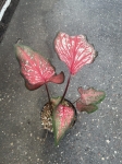 Caladium Thai Style