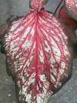 Caladium Thai Style