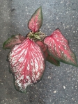 Caladium Thai Style
