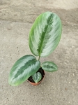 Schismatoglottis Silver Borneo