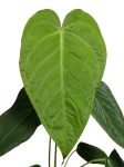 Anthurium waterburyanum starsza roślina