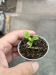 Anthurium pedatum - s
