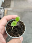 Anthurium pedatum - s