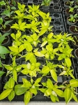 Philodendron Moonlight
