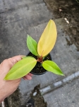 Philodendron Prince of Orange