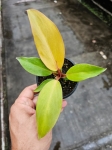 Philodendron Prince of Orange