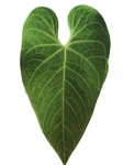 Anthurium marmoratum - zdjęcie poglądowe odmiany