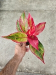 Aglaonema Crete Flame