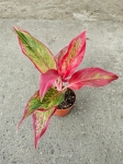 Aglaonema Crete Flame