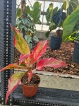 Aglaonema Crete Flame